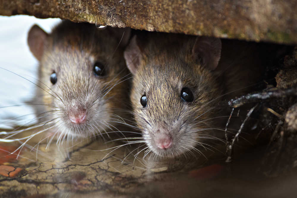 Plagas de ratas: uno de los mayores miedos de los ayuntamientos españoles